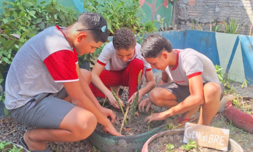 Carrosel_FYA Manaus_Circuito_Ecologia 6
